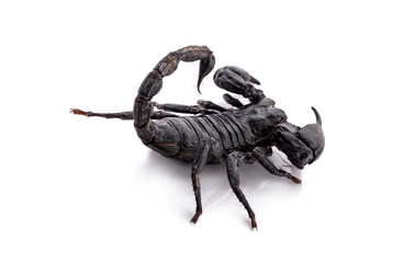 scorpion on white background