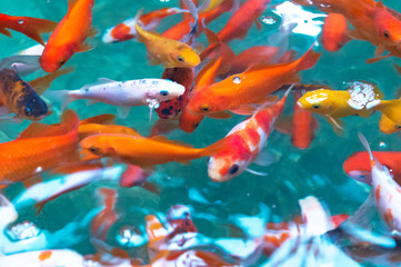 Decorative aquarium fish swim in the pond. Close-up