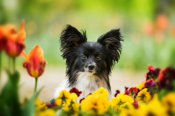 Papillon dog sitting between spring flowers