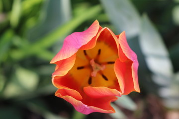 Fototapeta na wymiar Brightly colored tulip in backyard spring garden