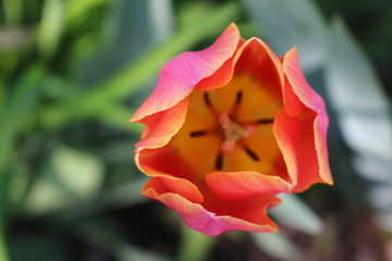 Brightly colored tulip in backyard spring garden