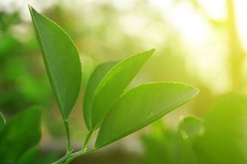 green leaves on background