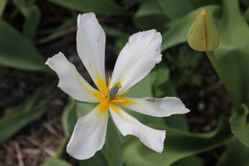 Brightly colored tulip in backyard spring garden
