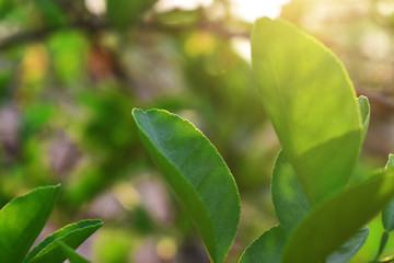 green leaves of tree