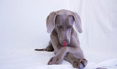 Weimaraner -Ocala from X&aacute;lonia