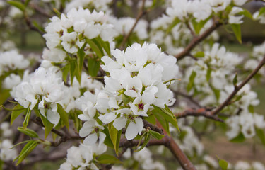 Apple branches covered with white flowers in spring