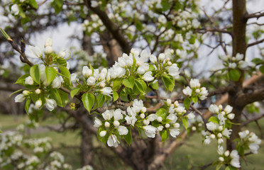 Apple branches covered with white flowers in spring