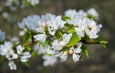 Apple branches covered with white flowers in spring