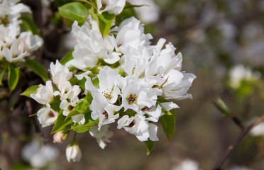 Apple branches covered with white flowers in spring