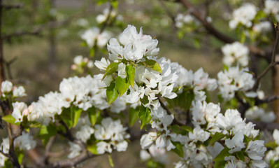 Apple branches covered with white flowers in spring