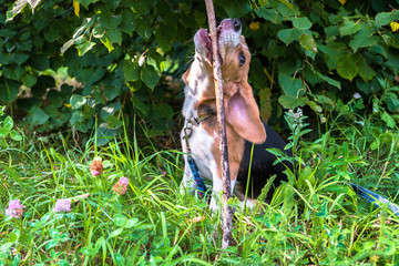 A thoughtful Beagle puppy with a blue leash on a walk in a city park. Portrait of a nice puppy.Eastern Europe.