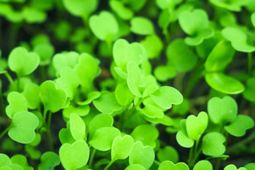 first leaves of arugula texture background