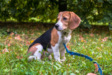 A thoughtful Beagle puppy with a blue leash on a walk in a city park. Portrait of a nice puppy.Eastern Europe.