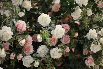 Obraz na płótnie Canvas Multi-colored rose in the garden.