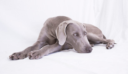 Weimaraner -Ocala from Xálonia