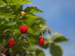 ワイルドストロベリーの実