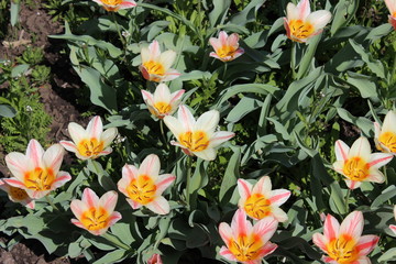 Obraz na płótnie Canvas Pink flowers tulips