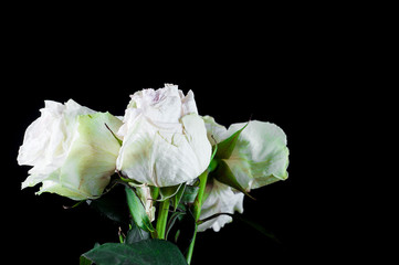 Fototapeta premium Beautiful plants with fragrant flowers as indoor