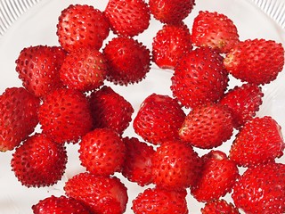 ワイルドストロベリーの実