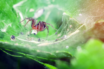 spider in a web in a hole