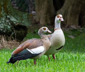 A pair of Egyptian geese with feathers of shades of brown, white, and black and chocolate-brown eye patches are standing in green grass against a blurred tree background.  These geese mate for life.