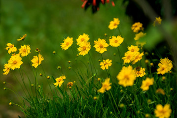 Obraz premium Yellow Coreopsis floers with blurred green background.