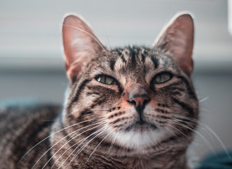 Obraz premium portrait of a cat