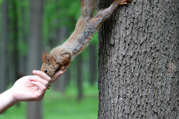 Squirrel takes a nut out of a human hand. Feeding wild animals in a summer park, hungry squirrel on the tree trunk