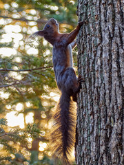 squirrel in spring Park