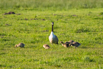 Wildlife sunny day sunset light nature outdoor