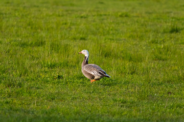 Wildlife sunny day sunset light nature outdoor