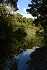 川に反射する森