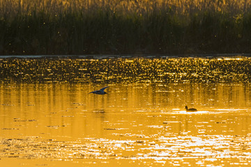 Wildlife sunny day sunset light nature outdoor