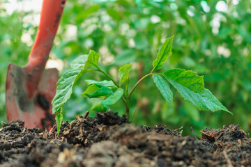 Young plant growing  on a nature background