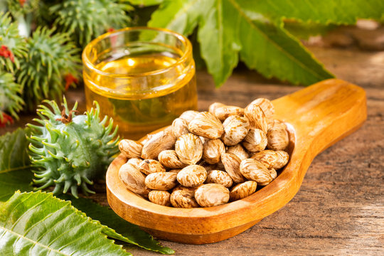 Beans and castor oil - Ricinus communis