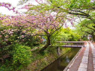 Ciliegi in fiore in Kyoto, Giappone, Cammino del Filosofo