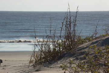 Fototapeta na wymiar Sand Dunes with grasses growing and ocean