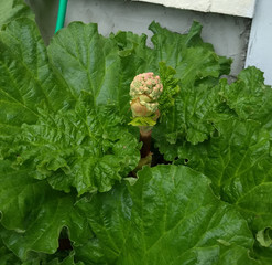 Garden Rhubarb sprouting flowers or bolting and going to seed