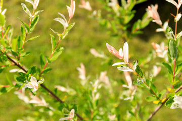 Close up of blooming tree in the garden