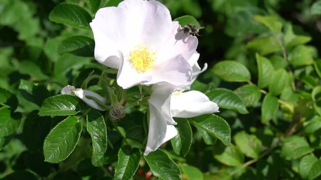 Bumblebee flies on white wild rose bud in park or garden. HD slowmo footage video