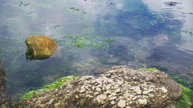 Algae in the sea among the stones close-up