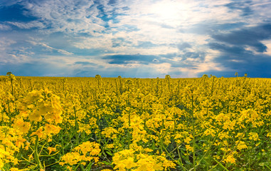Fototapeta premium Beautiful wide landscape of yellow rape field