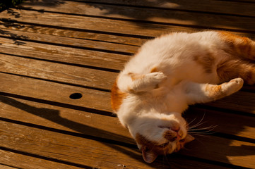 cat relaxing on a table