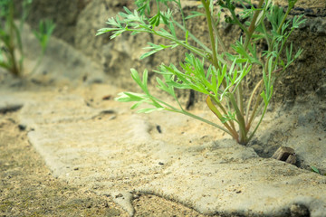 plant grows from concrete breaks through the asphalt