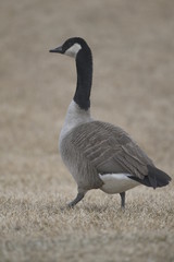 Canadian goose 