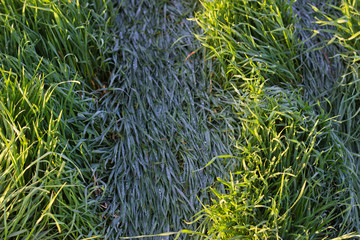 green juicy tall grass on a forest lawn