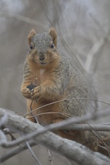 Squirrel in North America