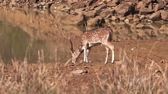 a spotted deer stag drinking from a waterhole at tadoba andhari tiger reserve in india