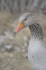 Toulouse goose close up