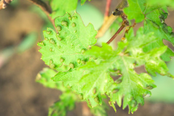 grape leaves disease infected vineyard grape plant disease